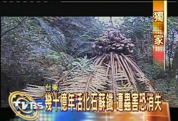 〈獨家〉幾十億年活化石蘇鐵　遭蟲害恐消失