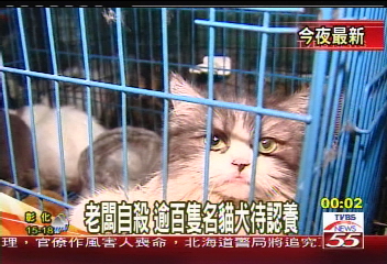 老闆自殺 逾百隻名貓犬待認養