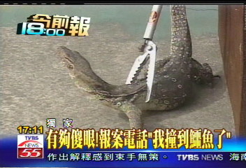 〈獨家〉報案撞到鱷魚? 警消到場竟是蜥蜴