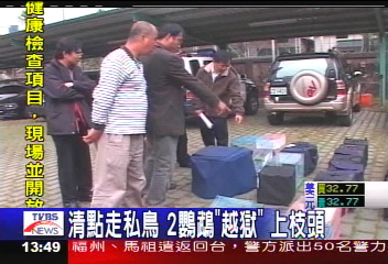 愛碎碎唸的亞馬遜鸚鵡　身價3萬