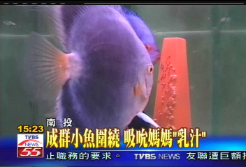 神仙魚夫妻孵卵魚爸護卵 感動!