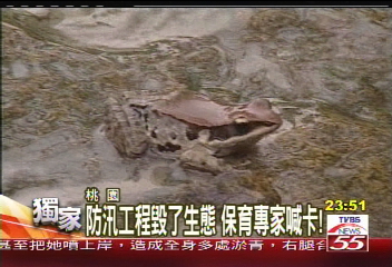 防汛工程毀了生態 保育專家喊卡!