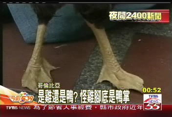 是雞還是鴨? 怪雞腳底是鴨掌