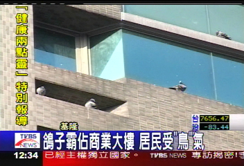鴿子霸佔商業大樓 居民受「鳥」氣