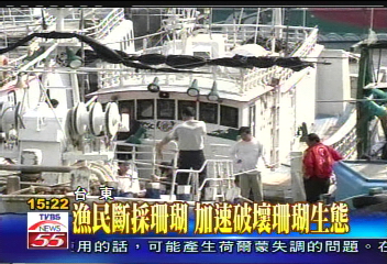 血珊瑚市價值百萬　漁民非法打撈