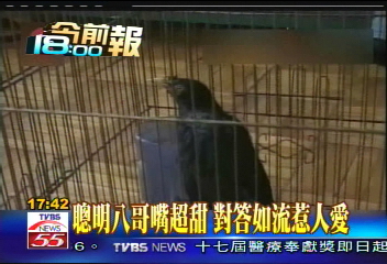 聰明八哥嘴超甜　對答如流惹人愛