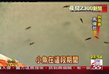 小丑魚徵婚　「婚姻交友缸」擇偶配對