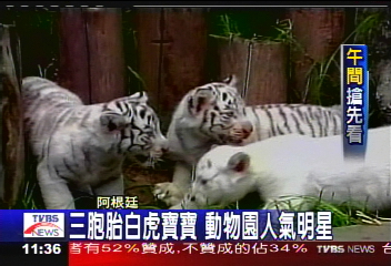 3胞胎白虎寶寶 動物園人氣明星