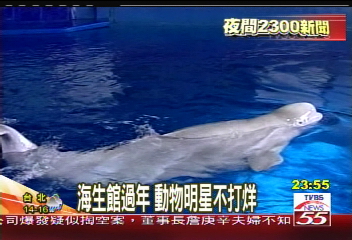 小白鯨點頭　拜年模樣卡哇伊