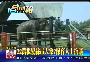 32萬根髮絲吊大象？　保育人士抗議