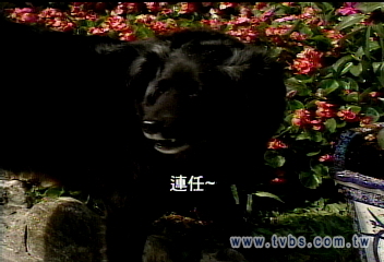 看狗說話!蘇揆疼巧比「連任」落寞