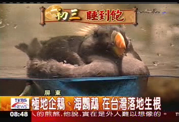 極地企鵝、海鸚鵡 在台灣落地生根