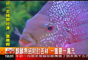 麒麟魚招財討吉祥 1隻要1萬元