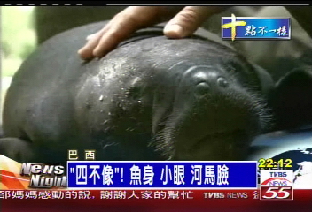 雨林奇獸 「亞馬遜海牛」四不像