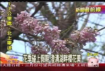賞櫻不用陽明山 澄清湖畔花盛開