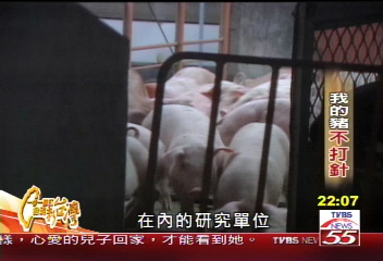 【一步一腳印】我的豬不打針 研究、創新的台灣精神