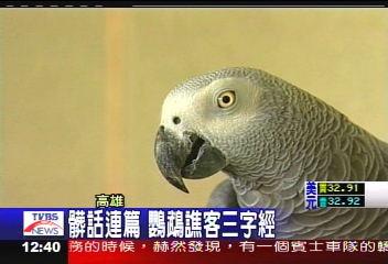 髒話連篇　鸚鵡譙客三字經