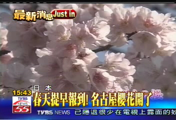 春天提早報到！　名古屋櫻花開了