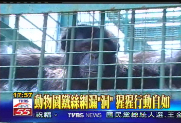 漏洞？　鐵絲網縫隙猩猩手臂伸縮自如