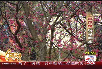 【一步一腳印】杏花林孩子回家 現代經營創新機(上)