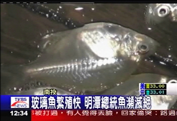 玻璃魚繁殖快 明潭總統魚瀕滅絕