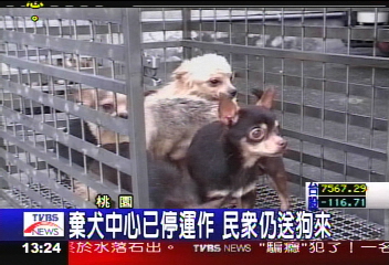 20隻吉娃娃遭棄養 2隻活活餓死