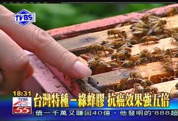 〈獨家〉台灣特種「綠蜂膠」　抗癌效果強5倍