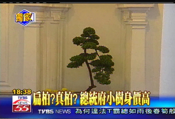 〈獨家〉扁柏?真柏? 總統府小樹身價高