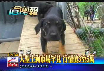 〈獨家〉大型土狗市場罕見 行情價3至5萬