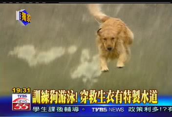 〈獨家〉全台最大狗游泳池 狗主人慕名來