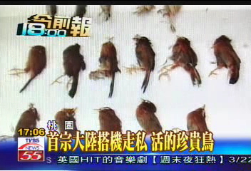 首宗大陸搭機走私 活的珍貴鳥