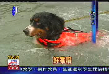 全台最大狗游泳池，狗主人慕名來，業者?