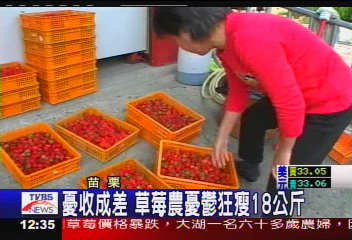 草莓價格慘跌 草莓農憂鬱狂瘦18公斤