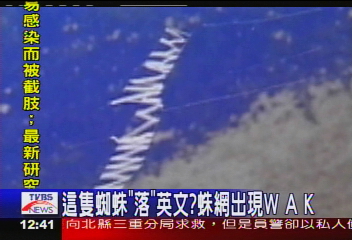 這隻蜘蛛「落」英文?蛛網出現W、A、K