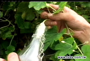 〈獨家〉瓶中苦瓜酒　美觀苦瓜身價暴漲
