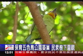 保育五色鳥公園築巢　民眾樹下圍觀