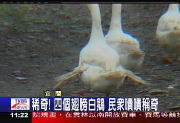 稀奇！4隻翅膀白鵝　民眾嘖嘖稱奇