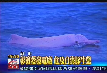彰濱蓋發電廠　危及白海豚生態