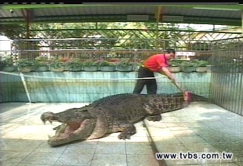鱷魚傷人／鱷魚大王教自保　親近鱷魚莫輕忽
