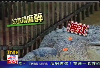 鱷魚傷人／護鱷？救斷肢？　生死決定一瞬間