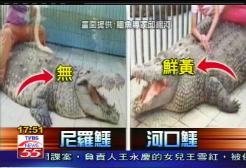 鱷魚傷人/哪種鱷魚?河口、尼羅? 園方搞不清
