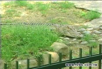 鱷魚傷人／咬人的是河口鱷　園方坦承錯養8年