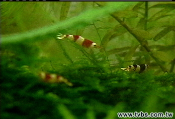 水族新寵　迷你水晶蝦身價10幾萬