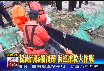 海豚擱淺七股海邊 海巡隊急搶救