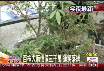 首例!運匠廢棄軍營種百株大麻
