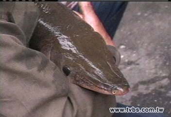 罕見魚「幽靈鱷魚火箭」 現身花蓮