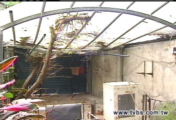 大樹折斷壓房舍誰賠？　2單位互推