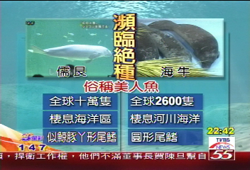 牠們叫做「美人魚」　日超人氣動物