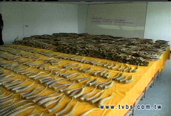 走私珍獸！　查獲高鼻羚羊角、百步蛇