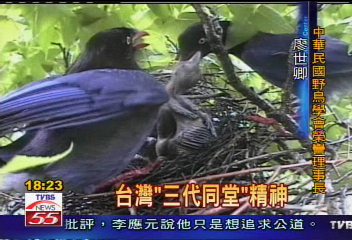 藍鵲打「親情牌」 帝雉秀王者風範